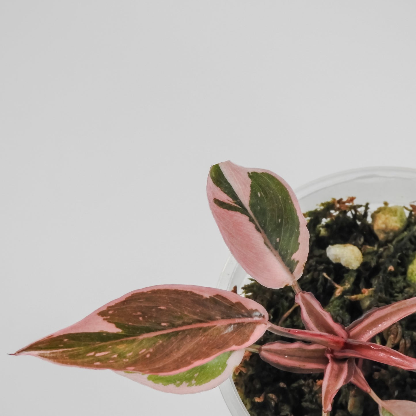 Philodendron Pink Princess Mutation (3113)