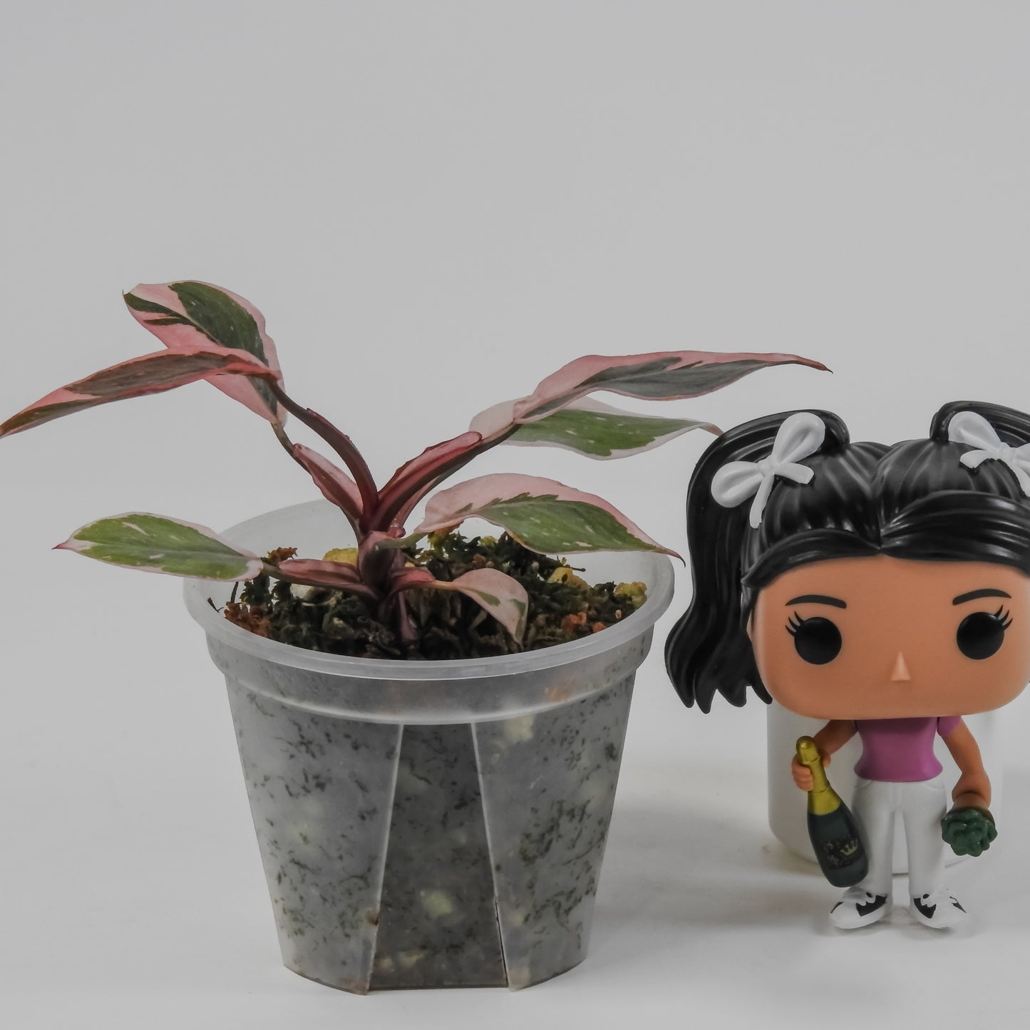 Philodendron Pink Princess Mutation (3113)
