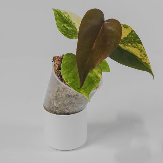 Anthurium 'Andraenum' Variegated (3111)