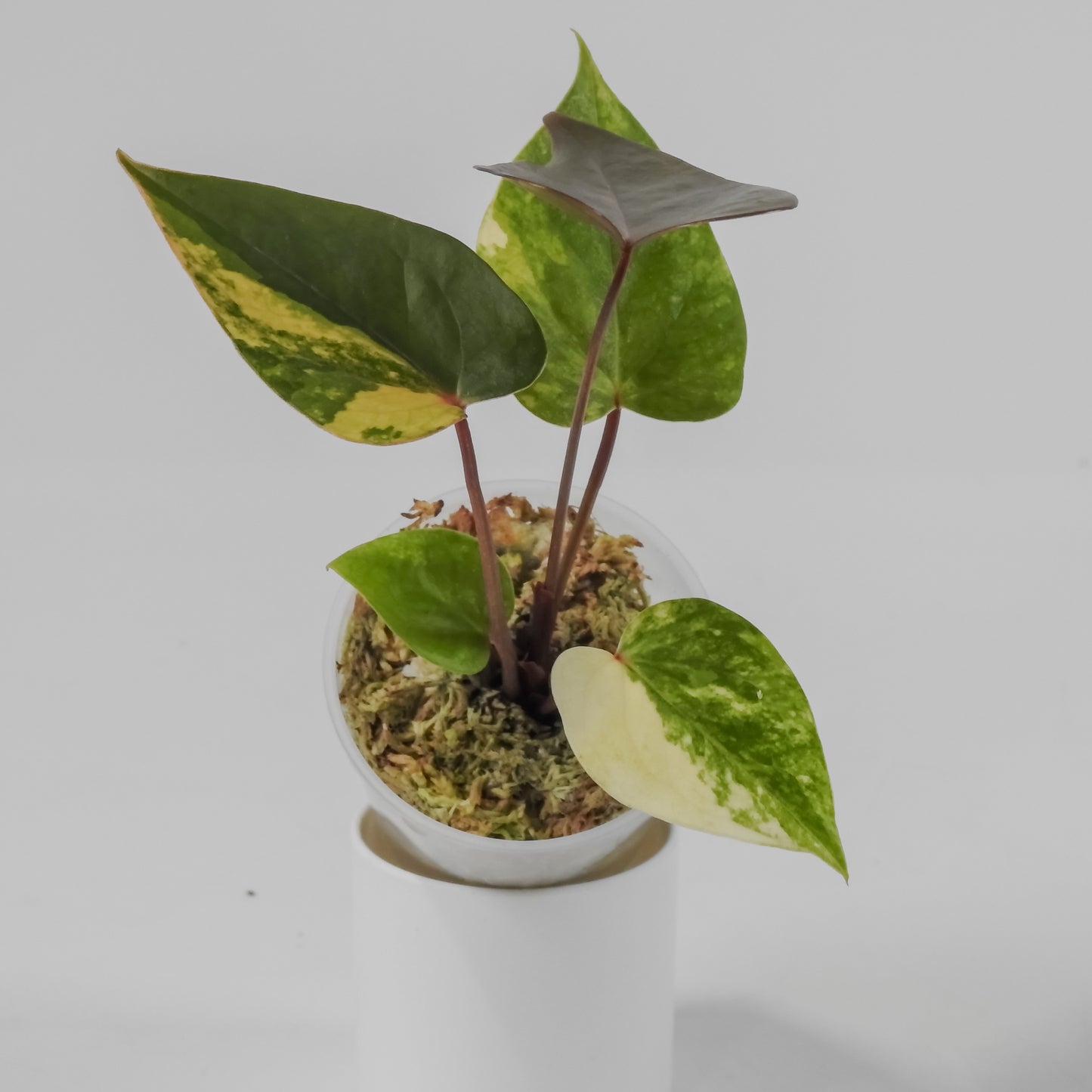 Anthurium 'Andraenum' Variegated (3111)