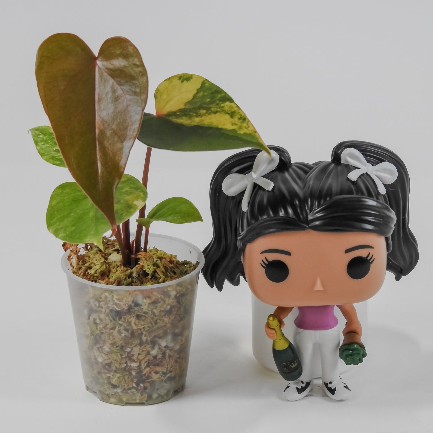 Anthurium 'Andraenum' Variegated (3111)