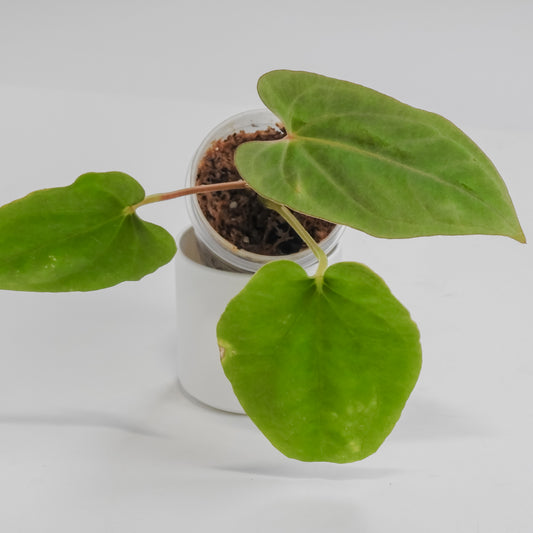 Anthurium Kunayalense x Dressleri (3112)