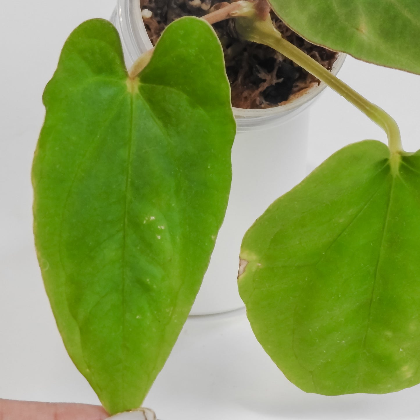 Anthurium Kunayalense x Dressleri (3112)