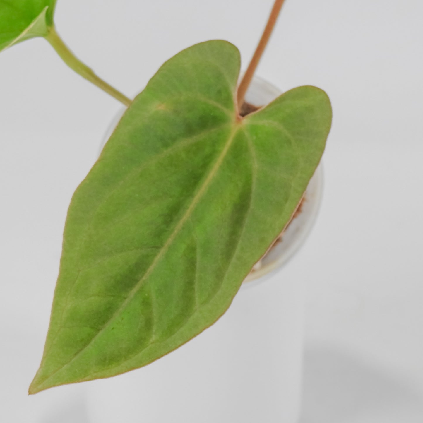 Anthurium Kunayalense x Dressleri (3112)