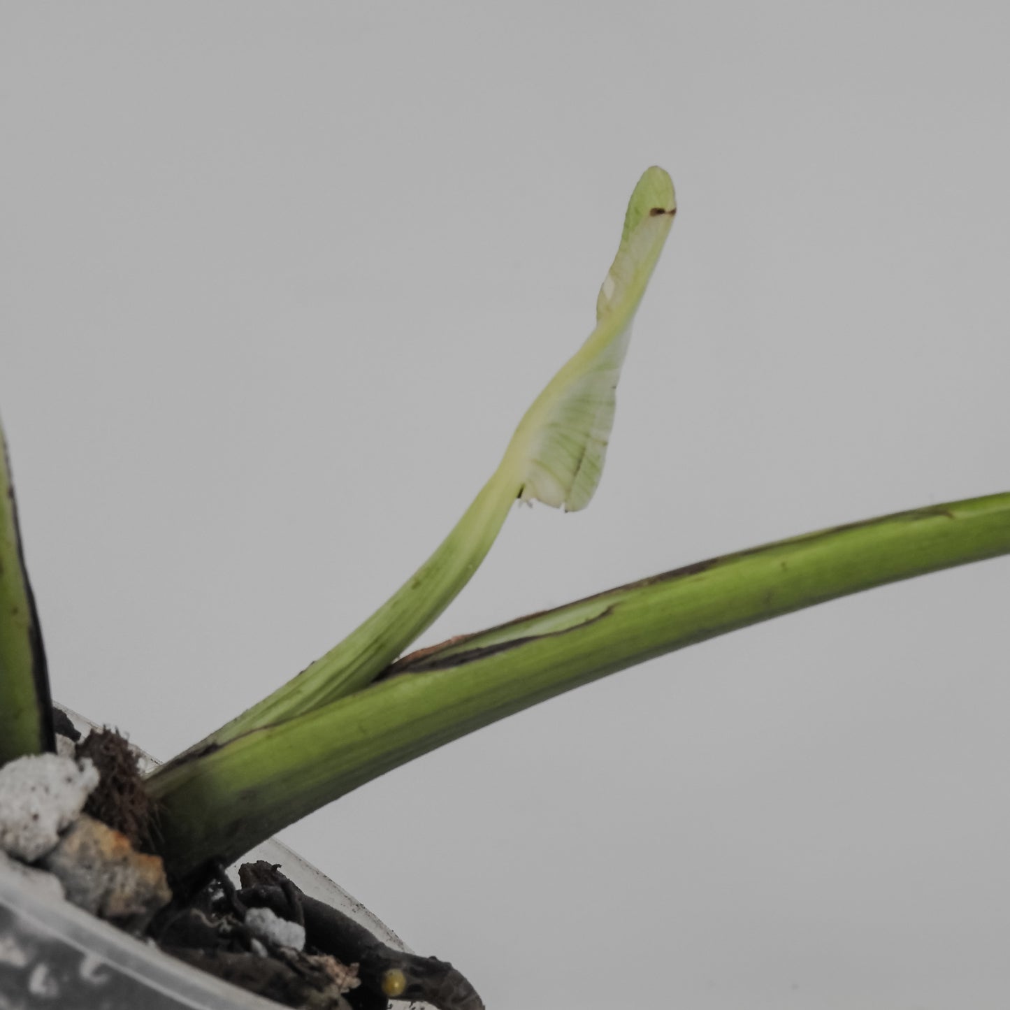 Monstera Deliciosa Flamicito "Flamishito" (3119)