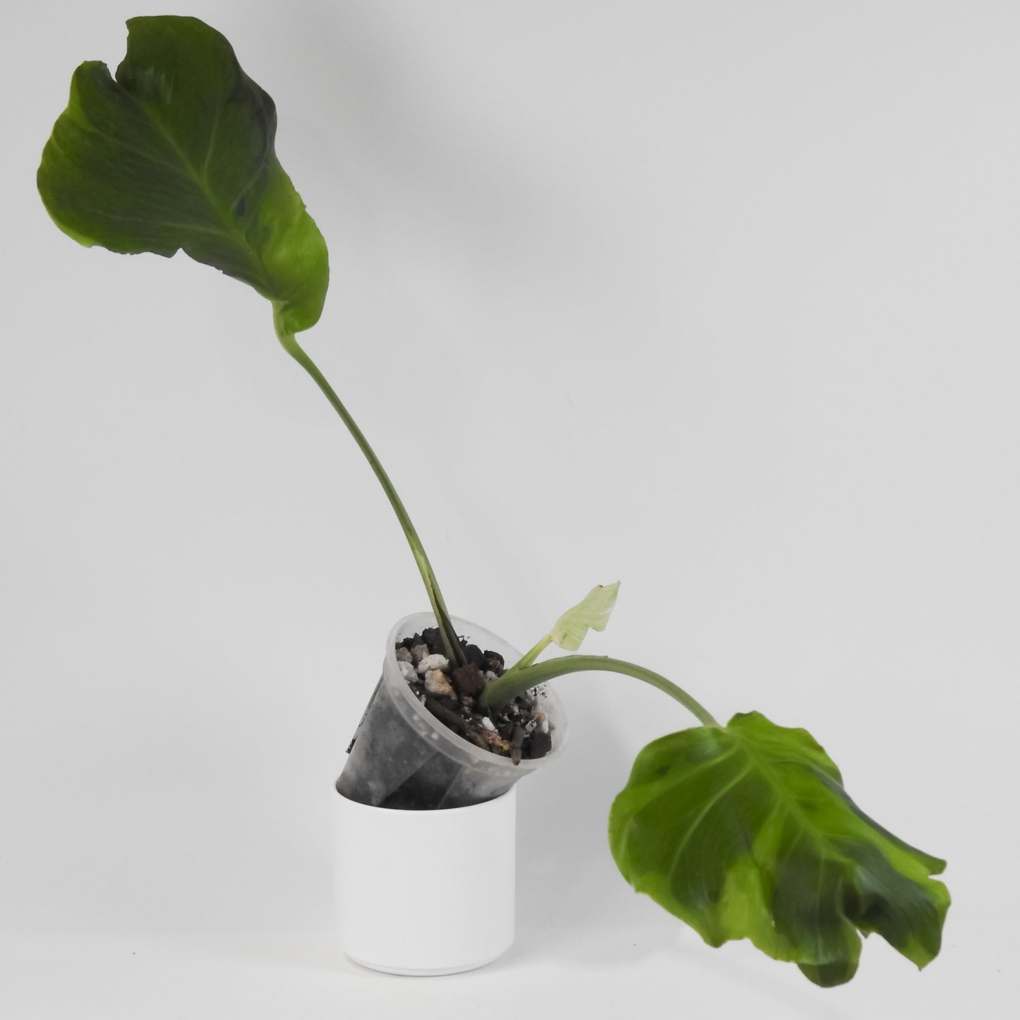 Monstera Deliciosa Flamicito "Flamishito" (3119)
