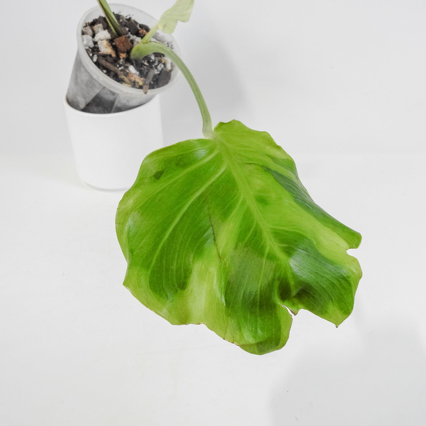 Monstera Deliciosa Flamicito "Flamishito" (3119)