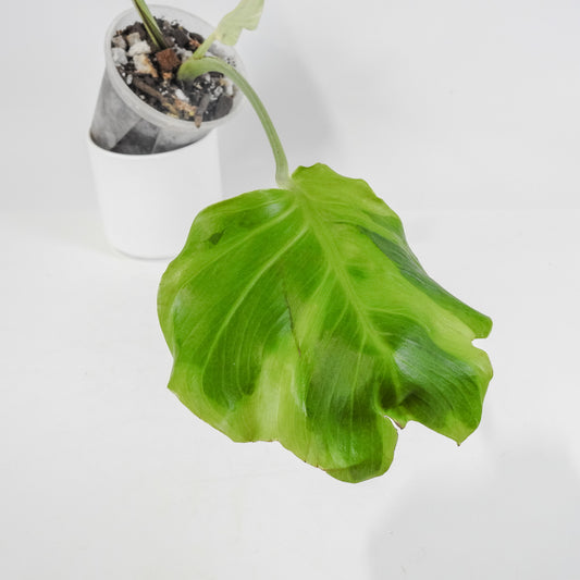 Monstera Deliciosa Flamicito "Flamishito" (3119)