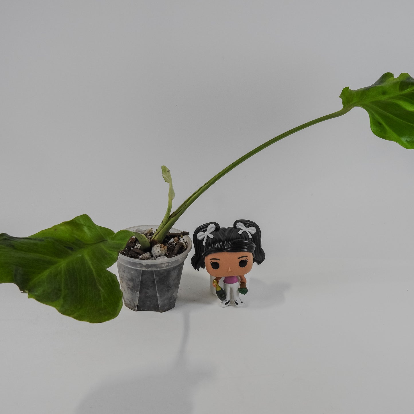 Monstera Deliciosa Flamicito "Flamishito" (3119)