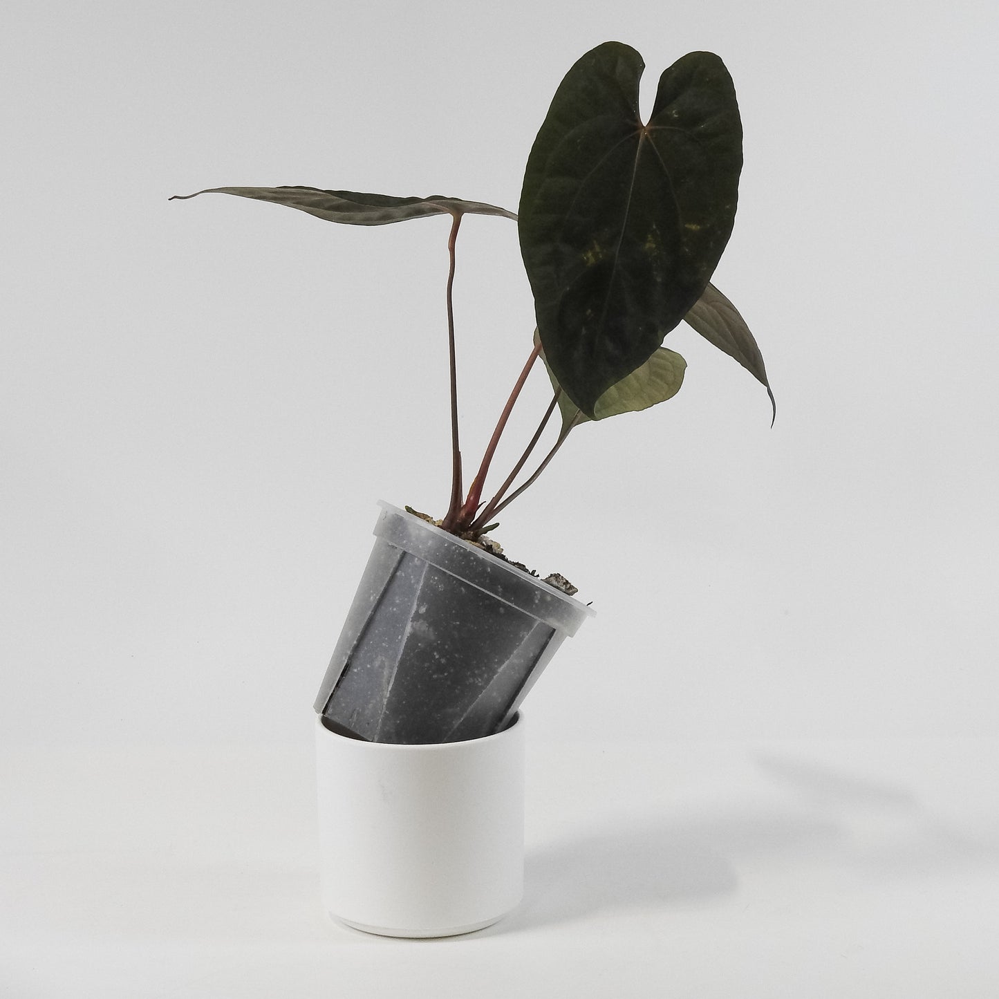 Anthurium Black Velvet Indo Type x Night Dragon (3120)