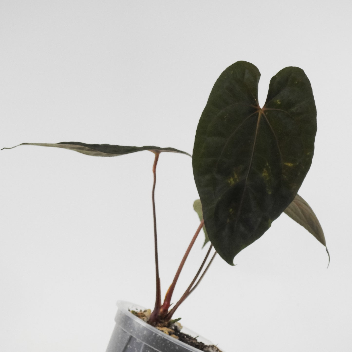 Anthurium Black Velvet Indo Type x Night Dragon (3120)