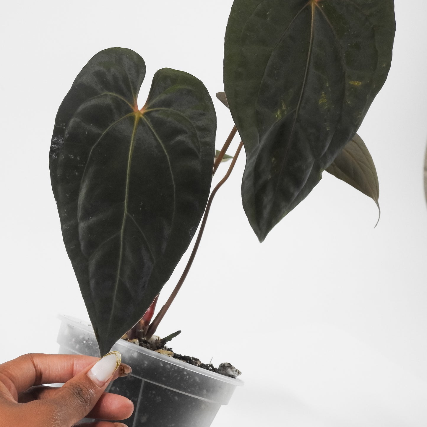 Anthurium Black Velvet Indo Type x Night Dragon (3120)