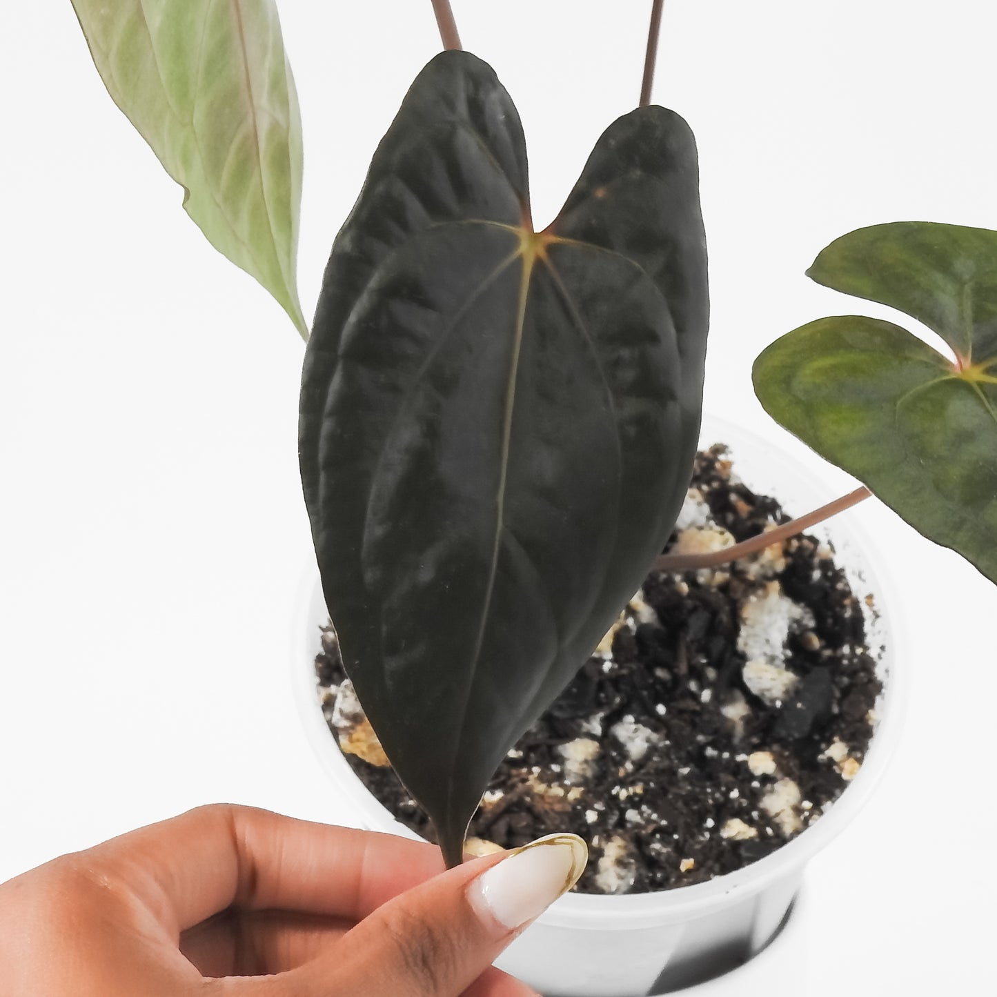 Anthurium Black Velvet Indo Type x Night Dragon (3120)