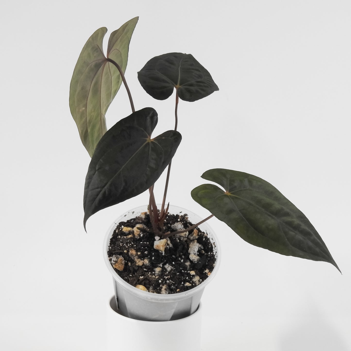 Anthurium Black Velvet Indo Type x Night Dragon (3120)
