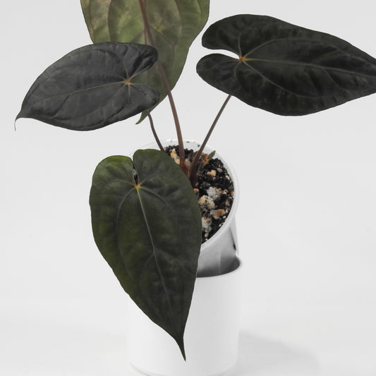 Anthurium Black Velvet Indo Type x Night Dragon (3120)