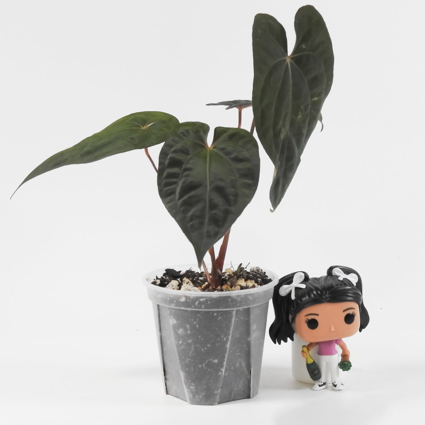 Anthurium Black Velvet Indo Type x Night Dragon (3120)