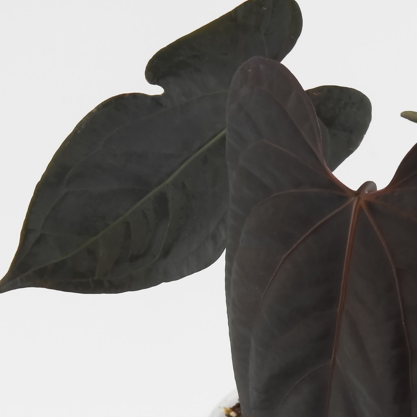 Anthurium Black Velvet Indo Type x Night Dragon (3121)