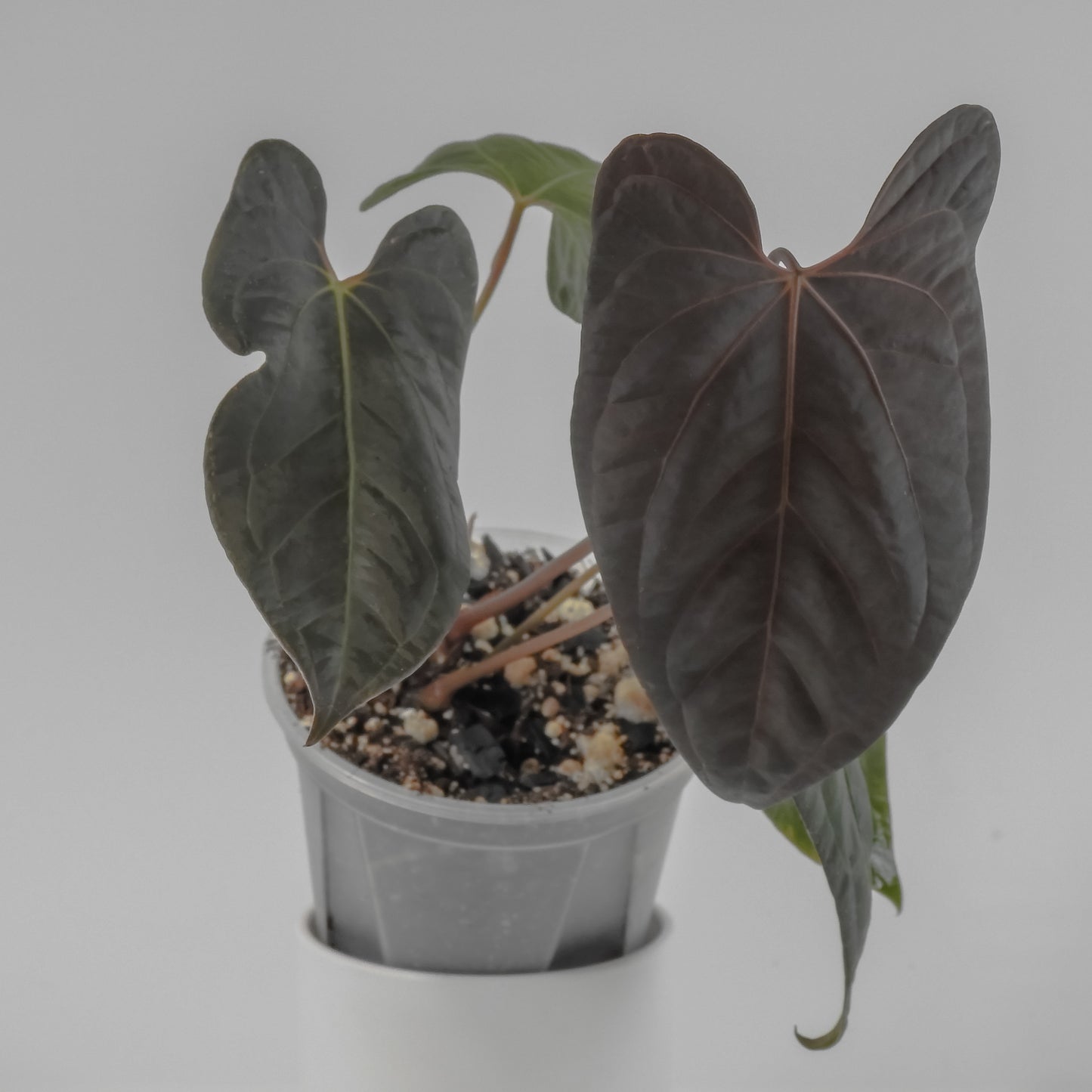Anthurium Black Velvet Indo Type x Night Dragon (3121)