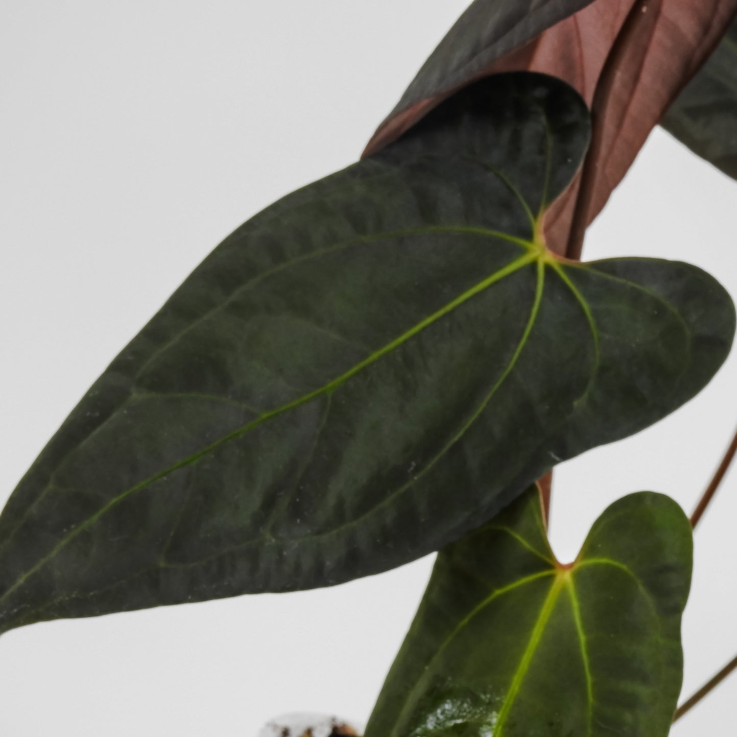 Anthurium Black Velvet Indo Type x Night Dragon (3121)