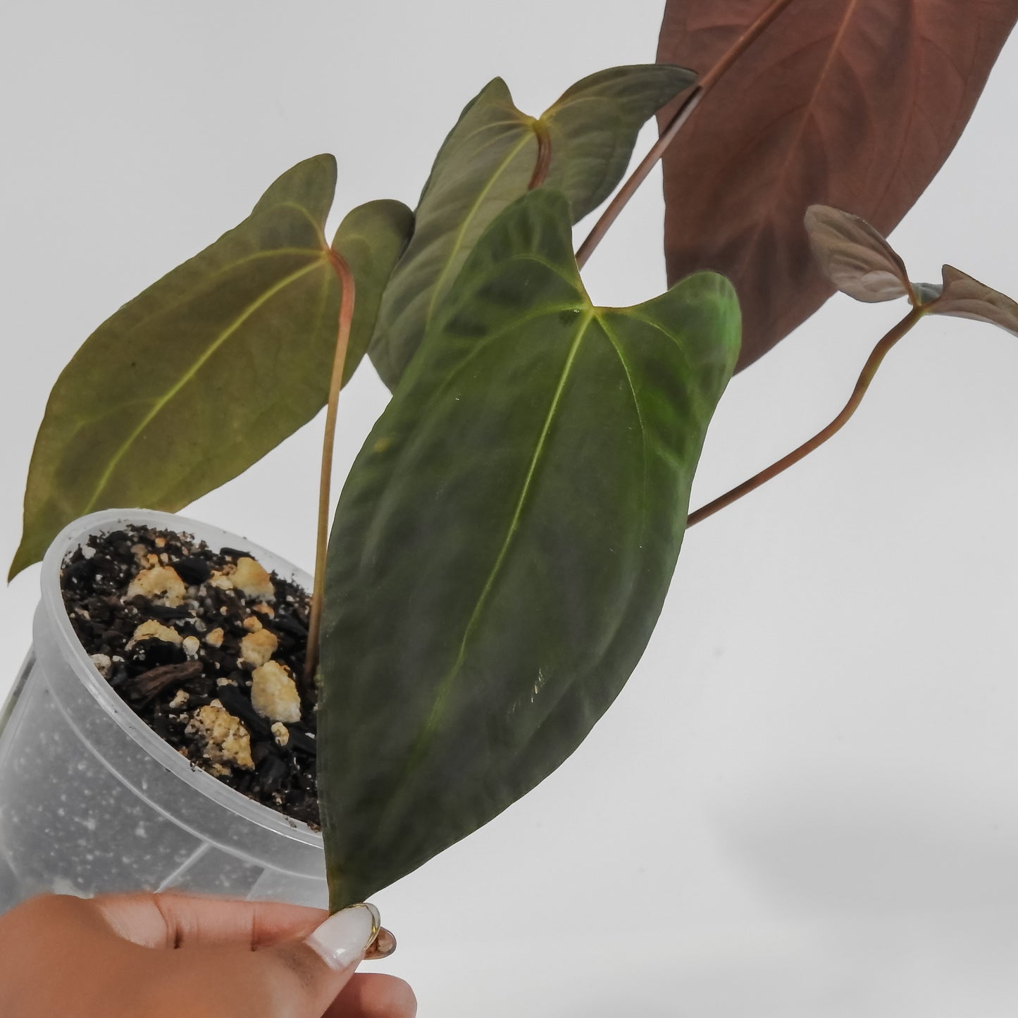Anthurium Black Velvet Indo Type x Night Dragon (3121)