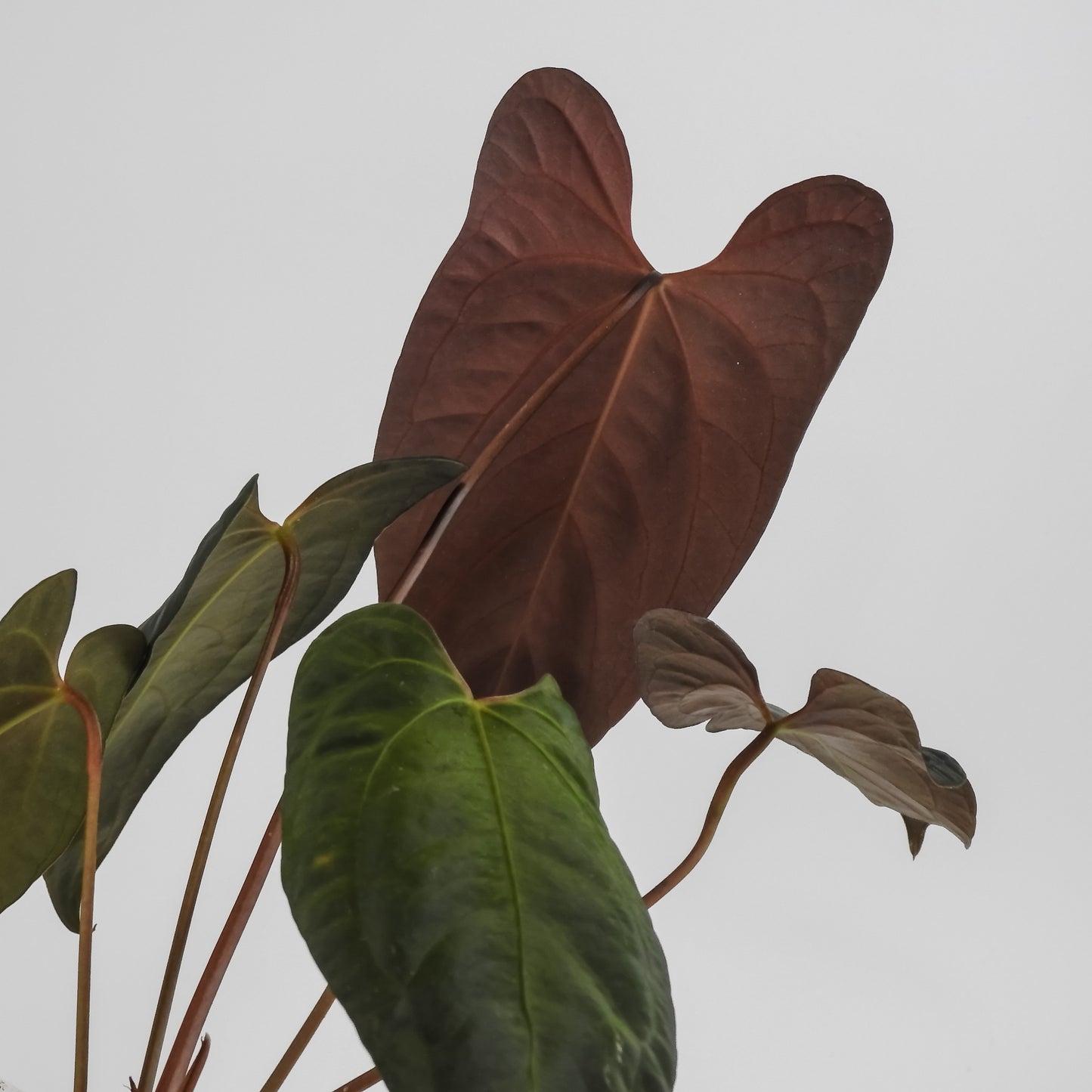 Anthurium Black Velvet Indo Type x Night Dragon (3121)
