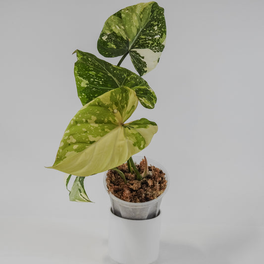 Philodendron Gloriosum Variegated Type 2 (3122)