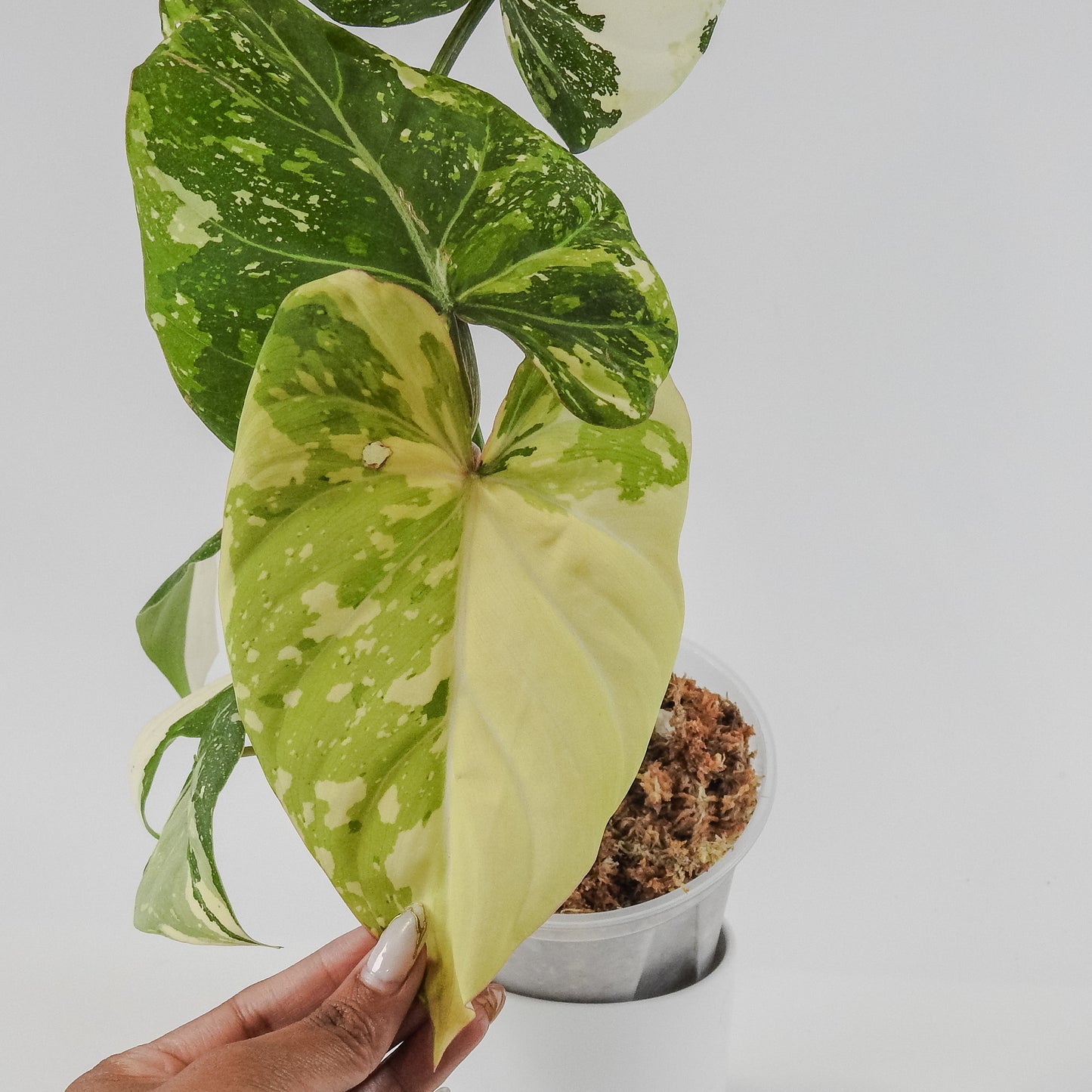 Philodendron Gloriosum Variegated Type 2 (3122)