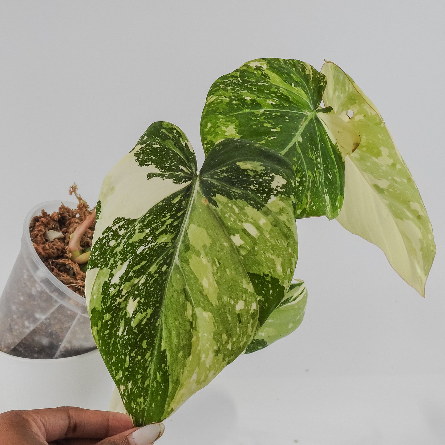 Philodendron Gloriosum Variegated Type 2 (3122)
