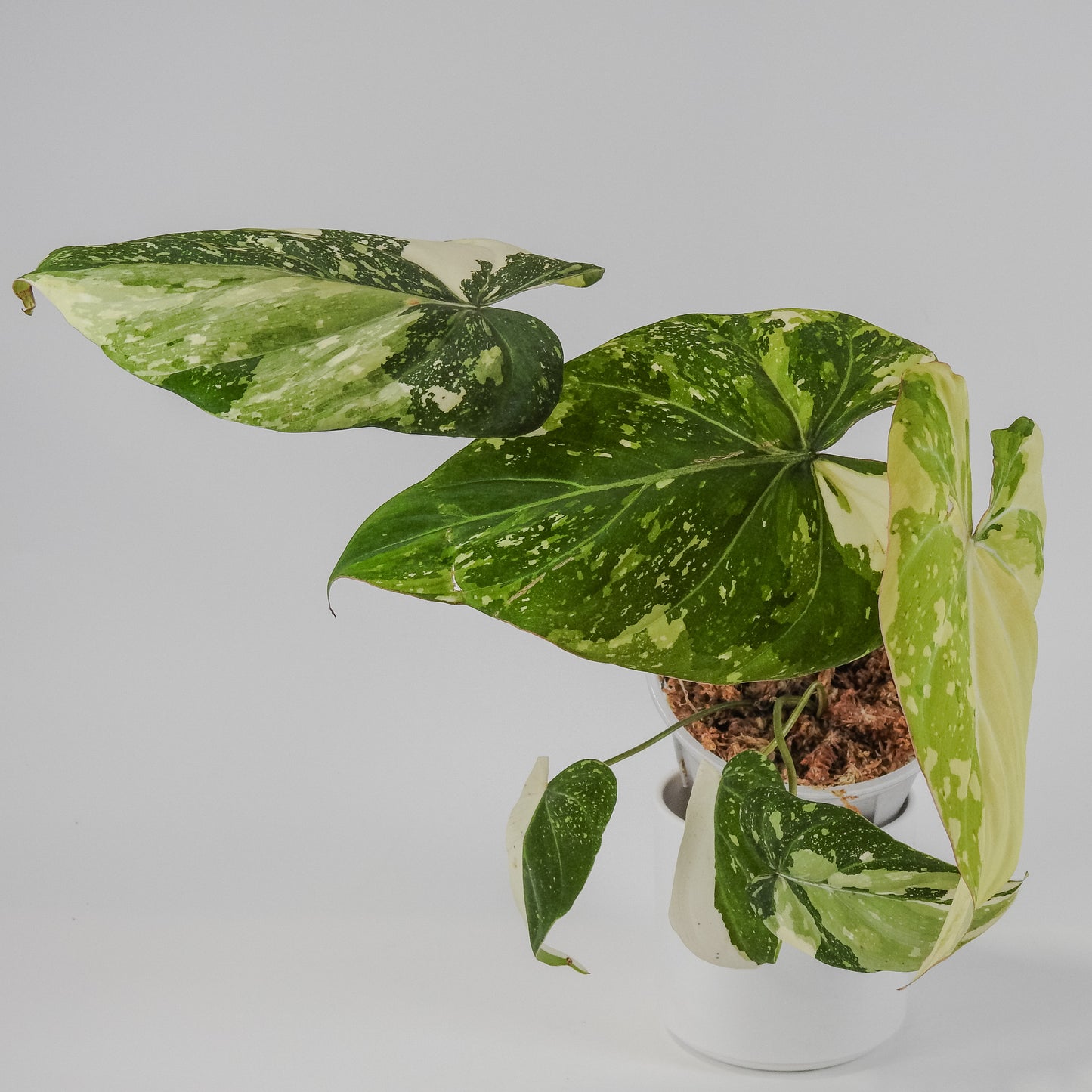 Philodendron Gloriosum Variegated Type 2 (3122)