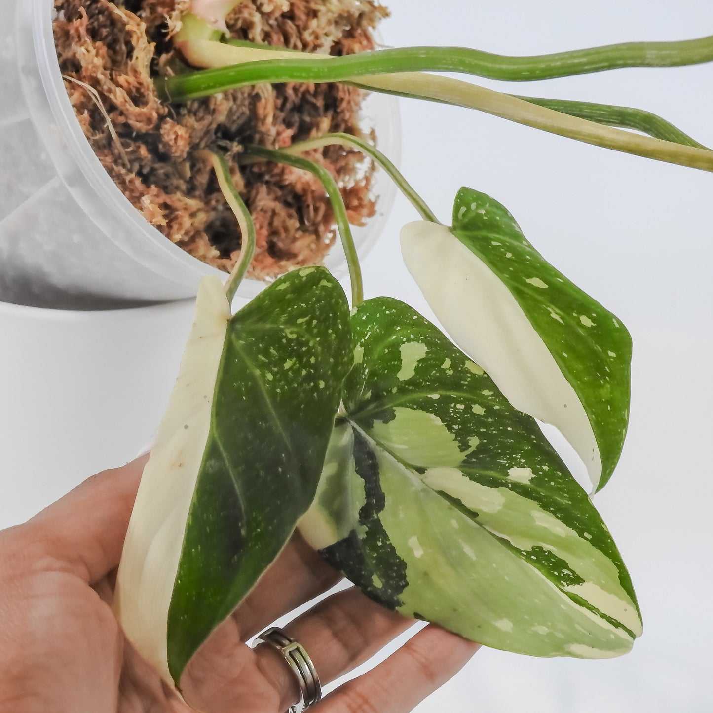 Philodendron Gloriosum Variegated Type 2 (3122)