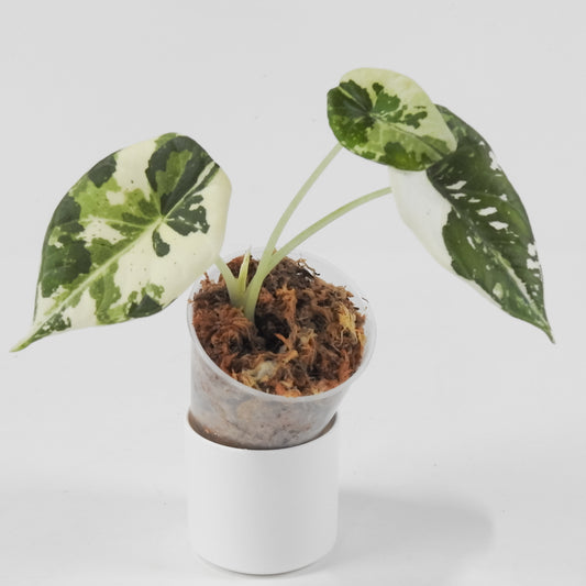 Alocasia 'Melo' Albo Variegated (3116)