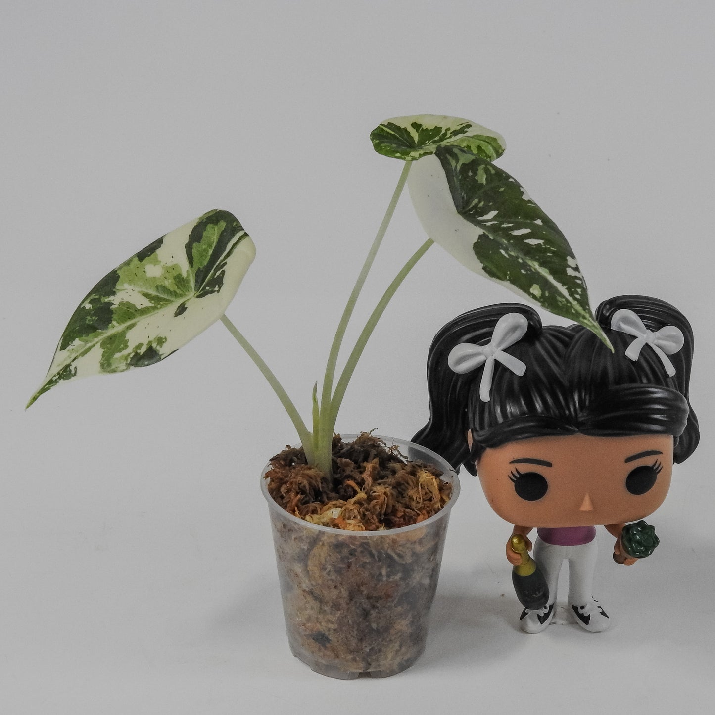 Alocasia 'Melo' Albo Variegated (3116)