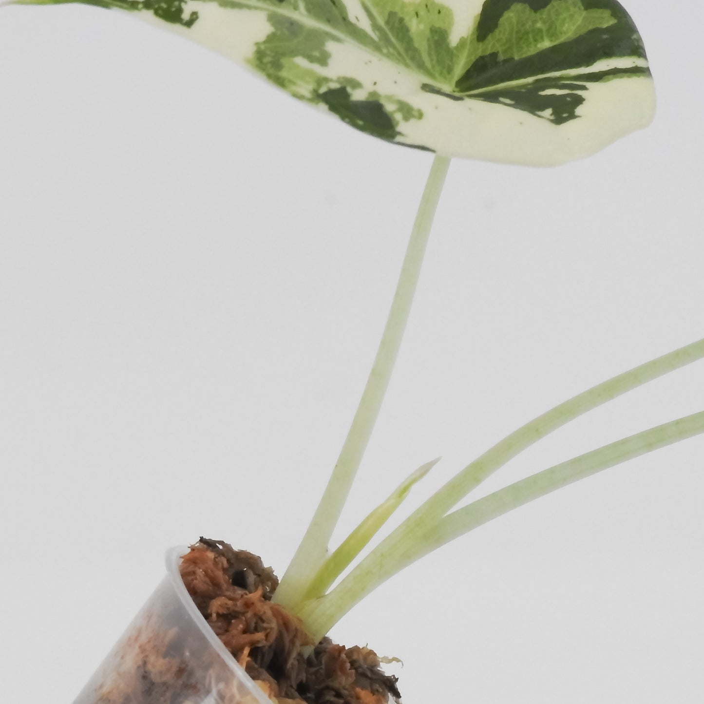 Alocasia 'Melo' Albo Variegated (3116)