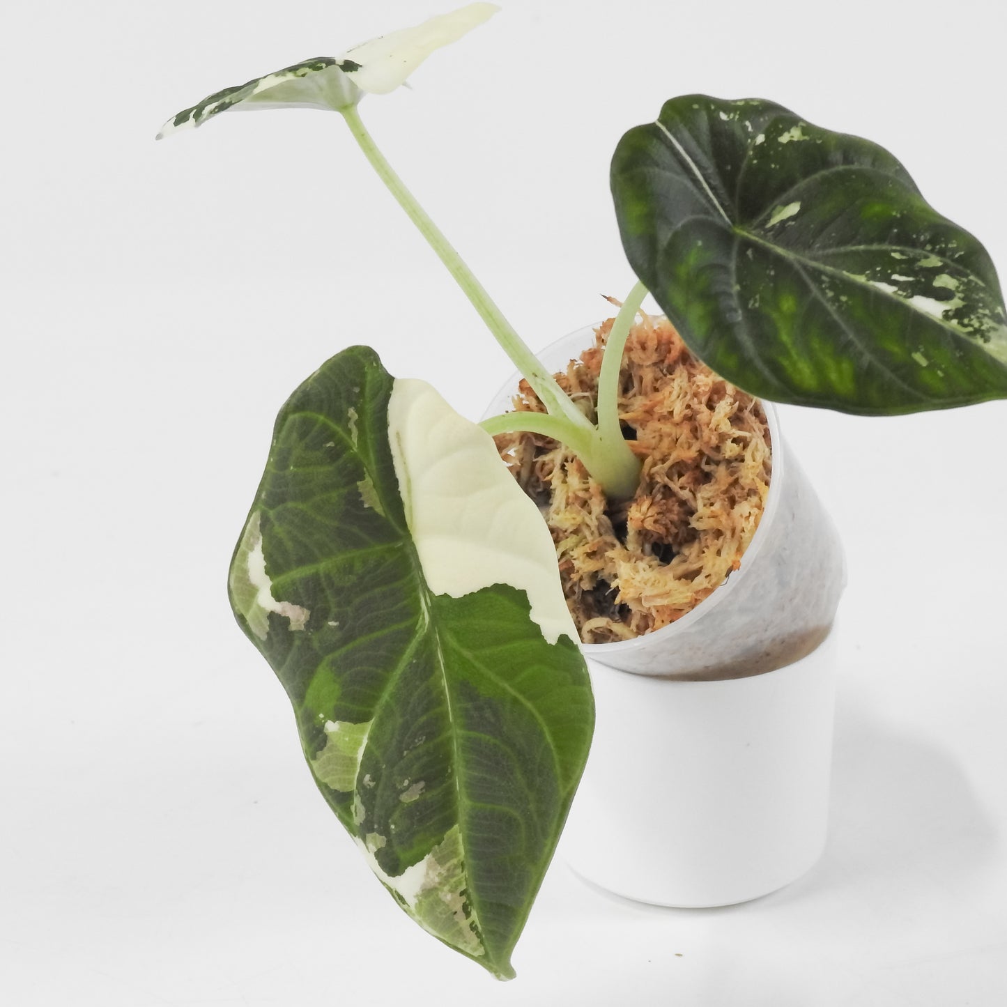 Alocasia 'Maharani' Albo Variegated (3118)