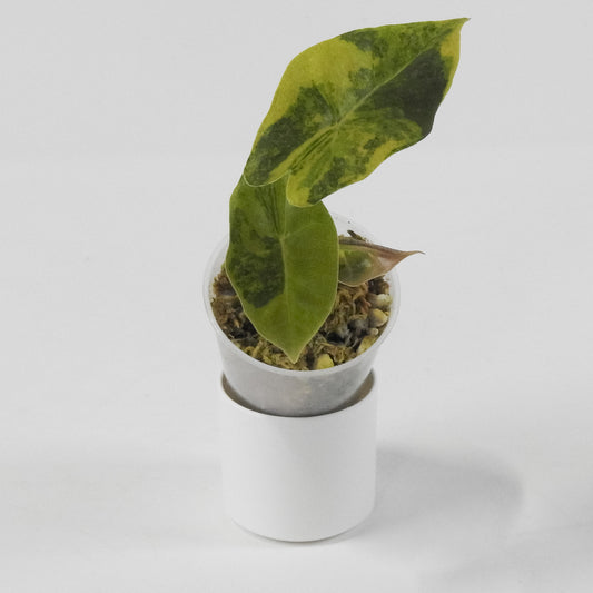 Alocasia Sanderiana Bull Aurea (3114)