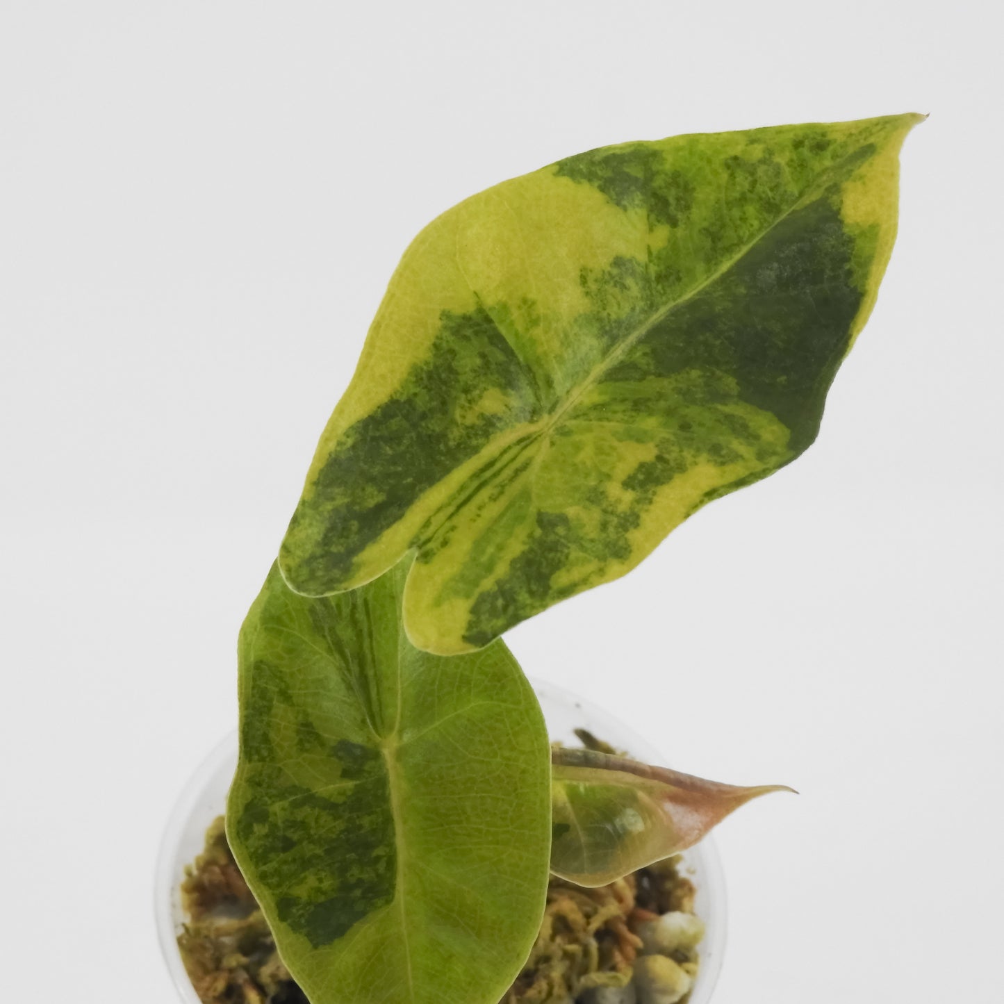 Alocasia Sanderiana Bull Aurea (3114)