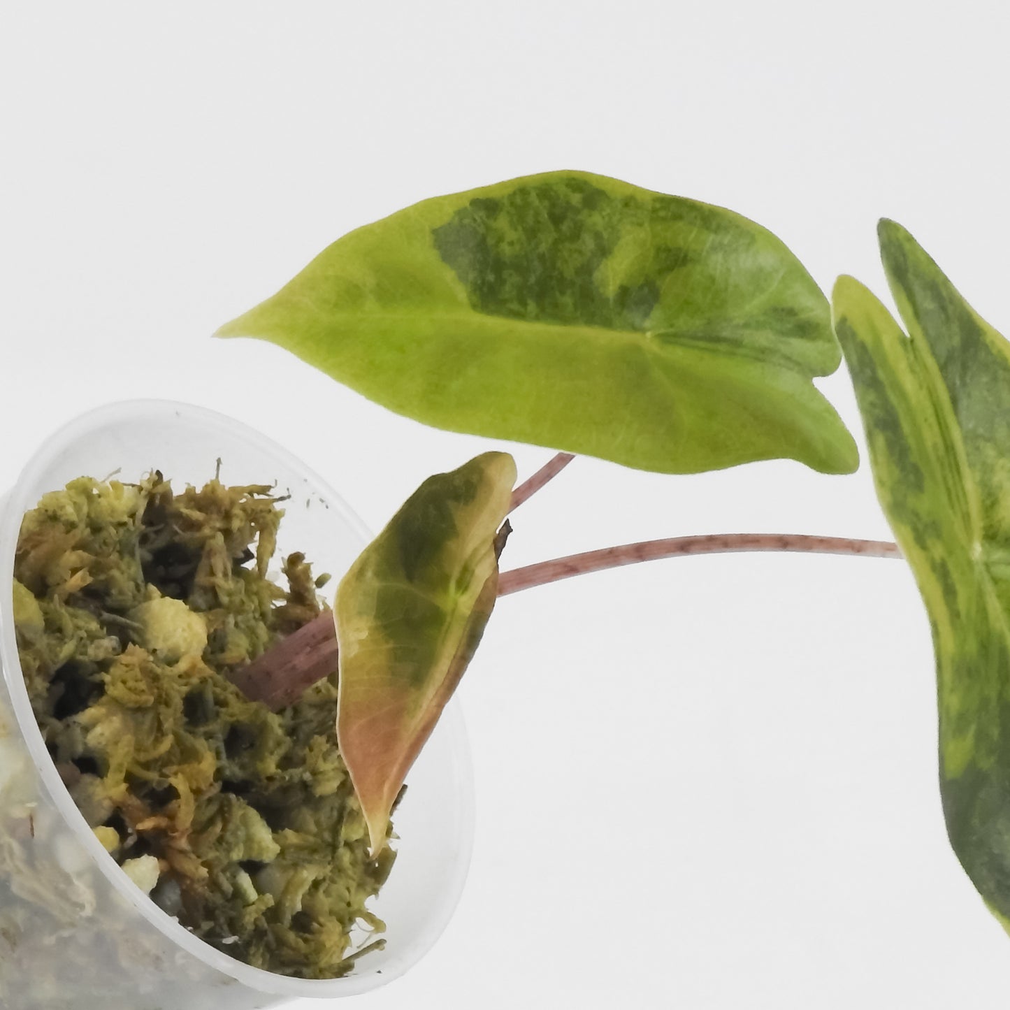 Alocasia Sanderiana Bull Aurea (3114)