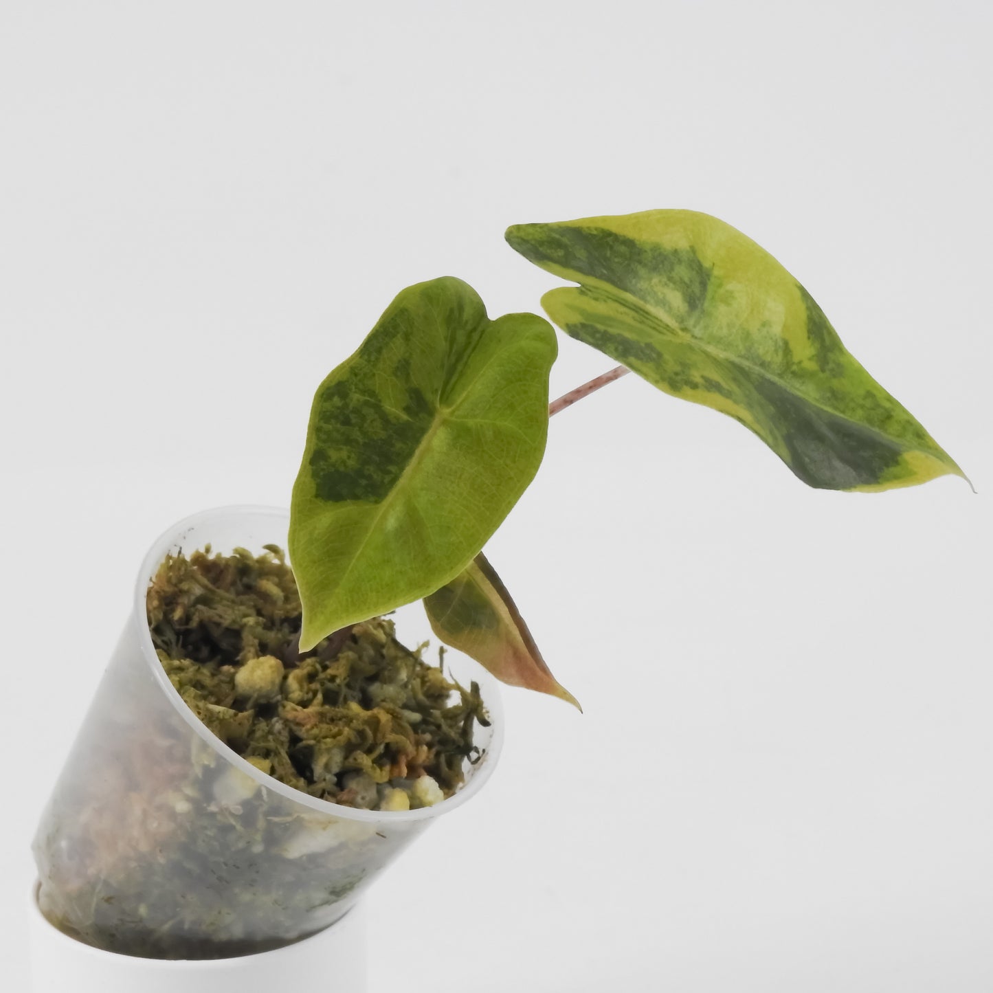 Alocasia Sanderiana Bull Aurea (3114)