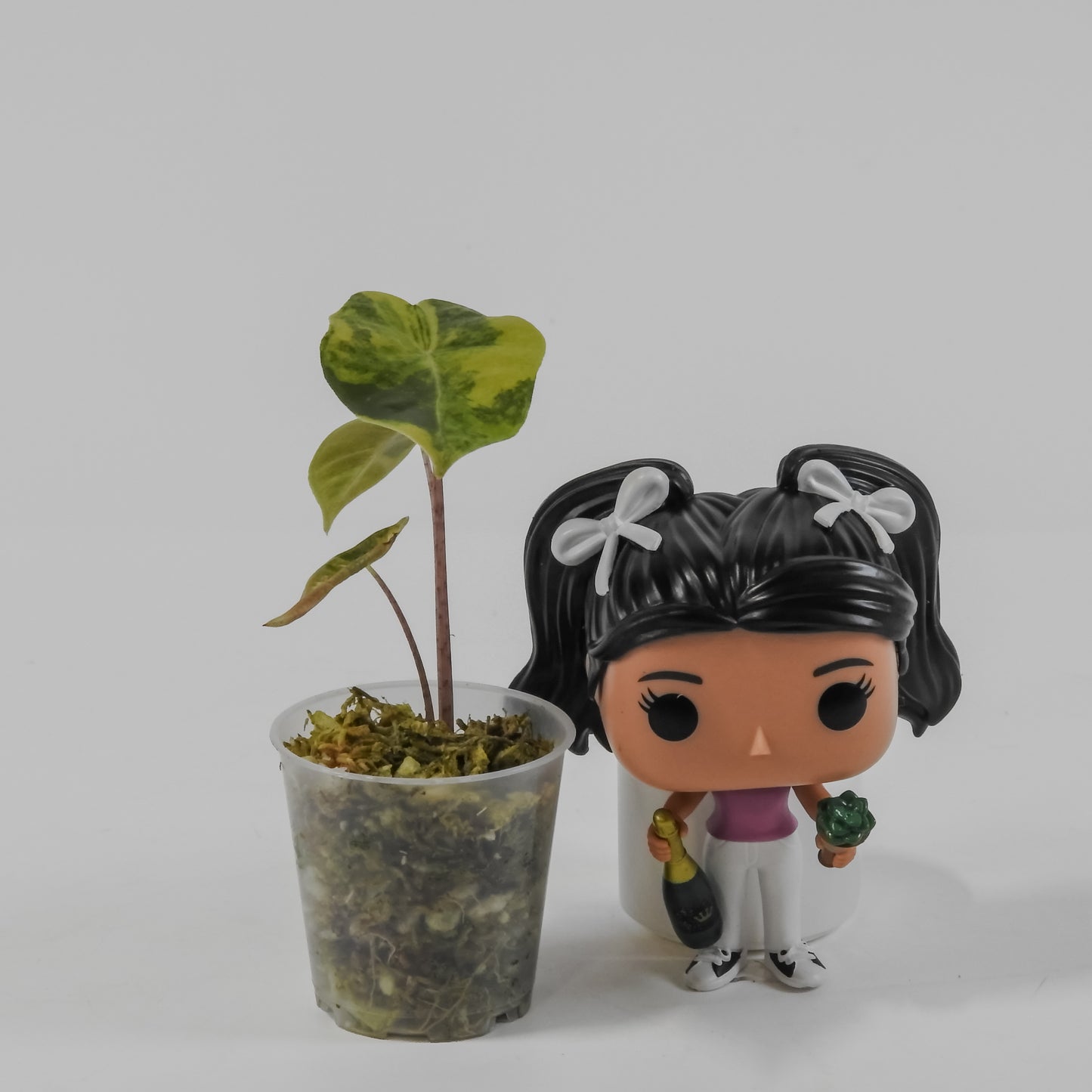 Alocasia Sanderiana Bull Aurea (3114)