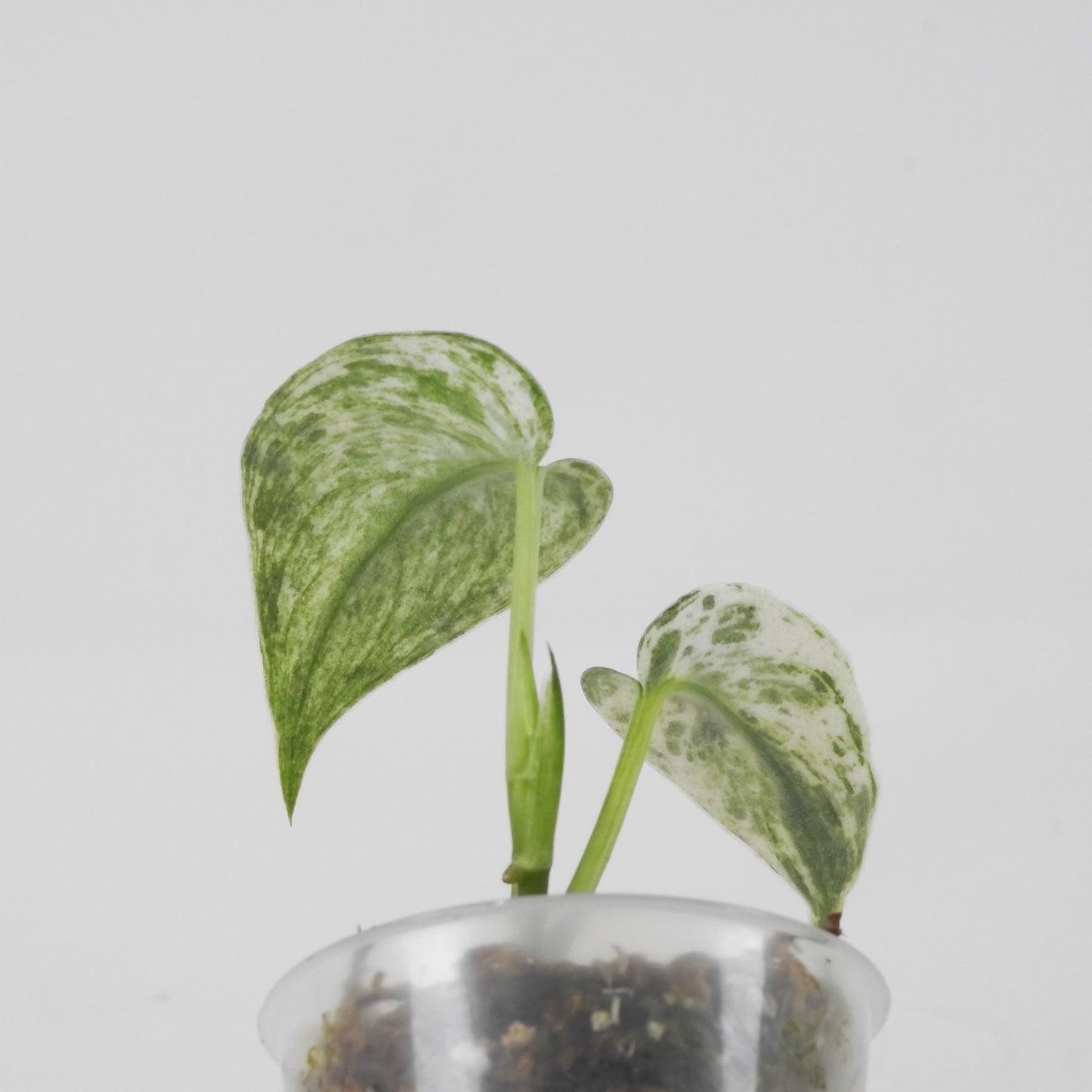 Scindapsus 'Perla' (3115)