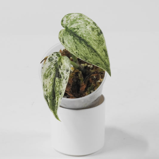 Scindapsus 'Perla' (3115)
