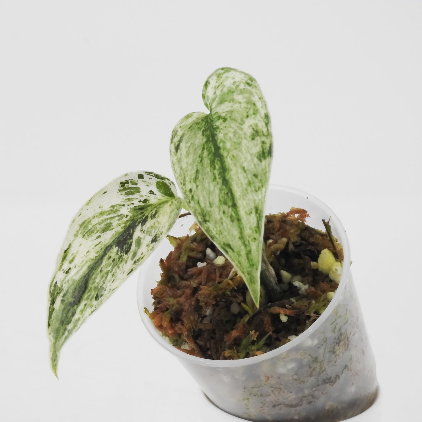 Scindapsus 'Perla' (3115)