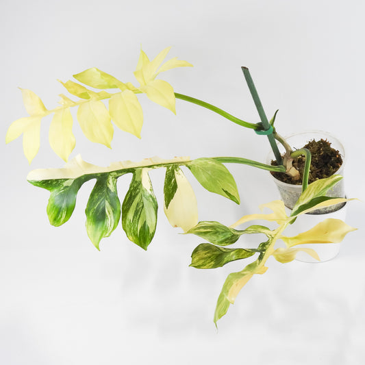 Philodendron Distantilobum Variegated (3126)