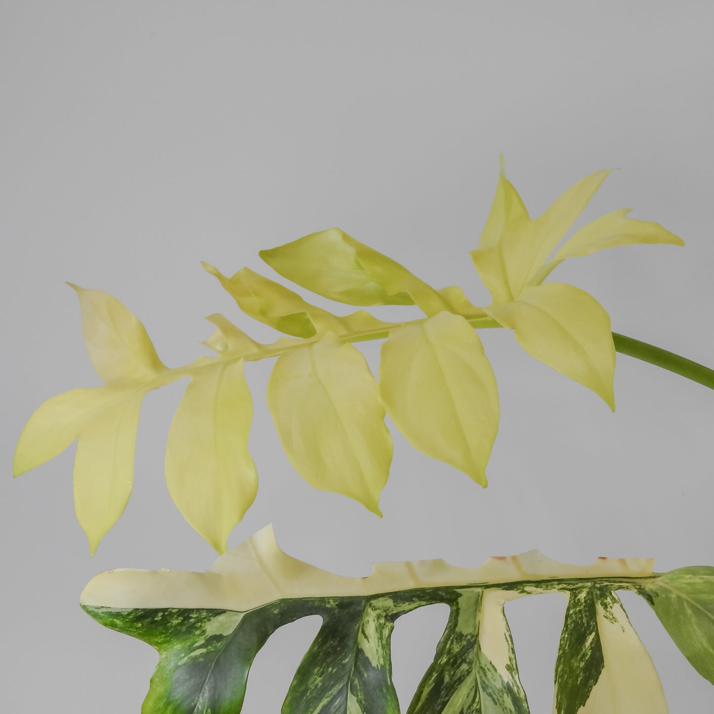 Philodendron Distantilobum Variegated (3126)