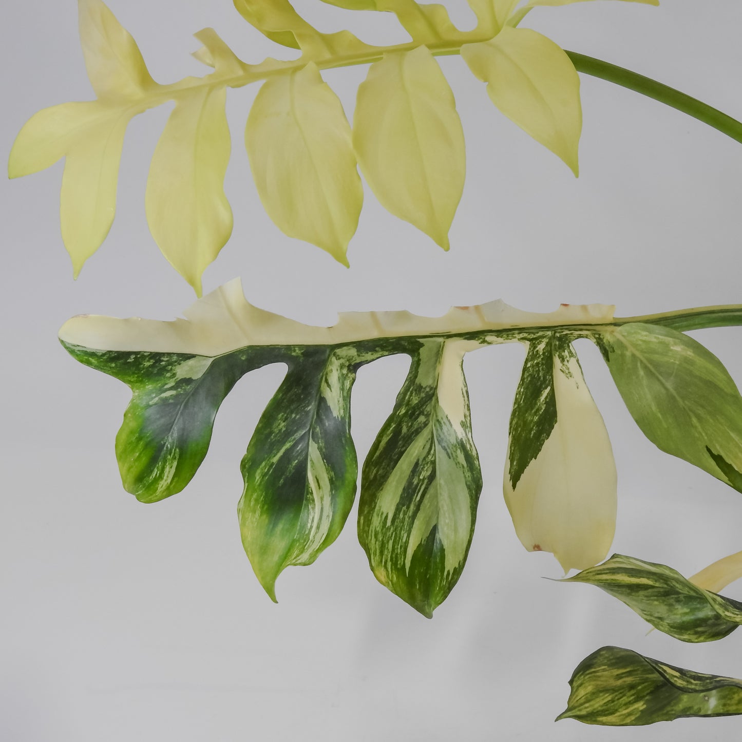 Philodendron Distantilobum Variegated (3126)