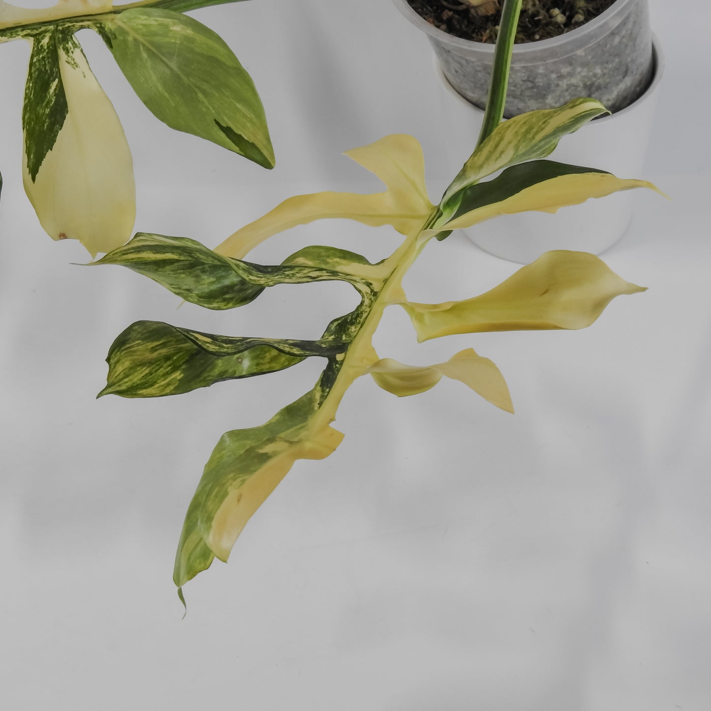 Philodendron Distantilobum Variegated (3126)