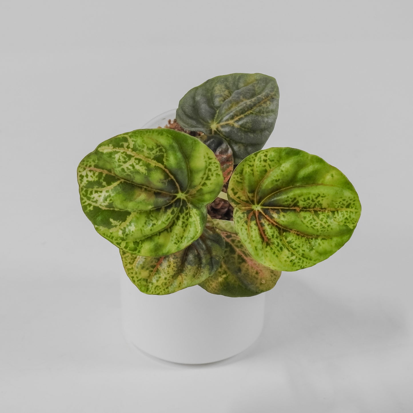 Peperomia 'Pink QQ Candy' (3127)