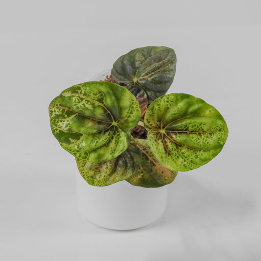 Peperomia 'Pink QQ Candy' (3127)