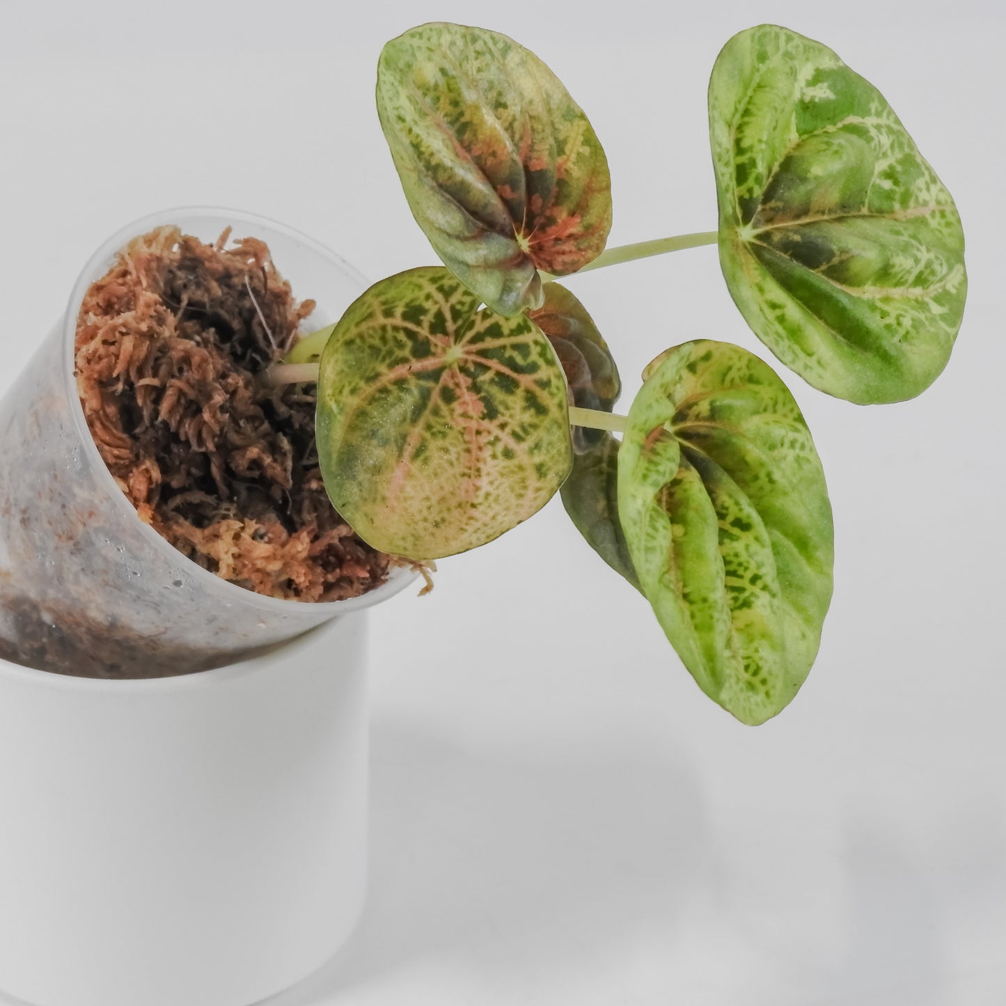 Peperomia 'Pink QQ Candy' (3127)