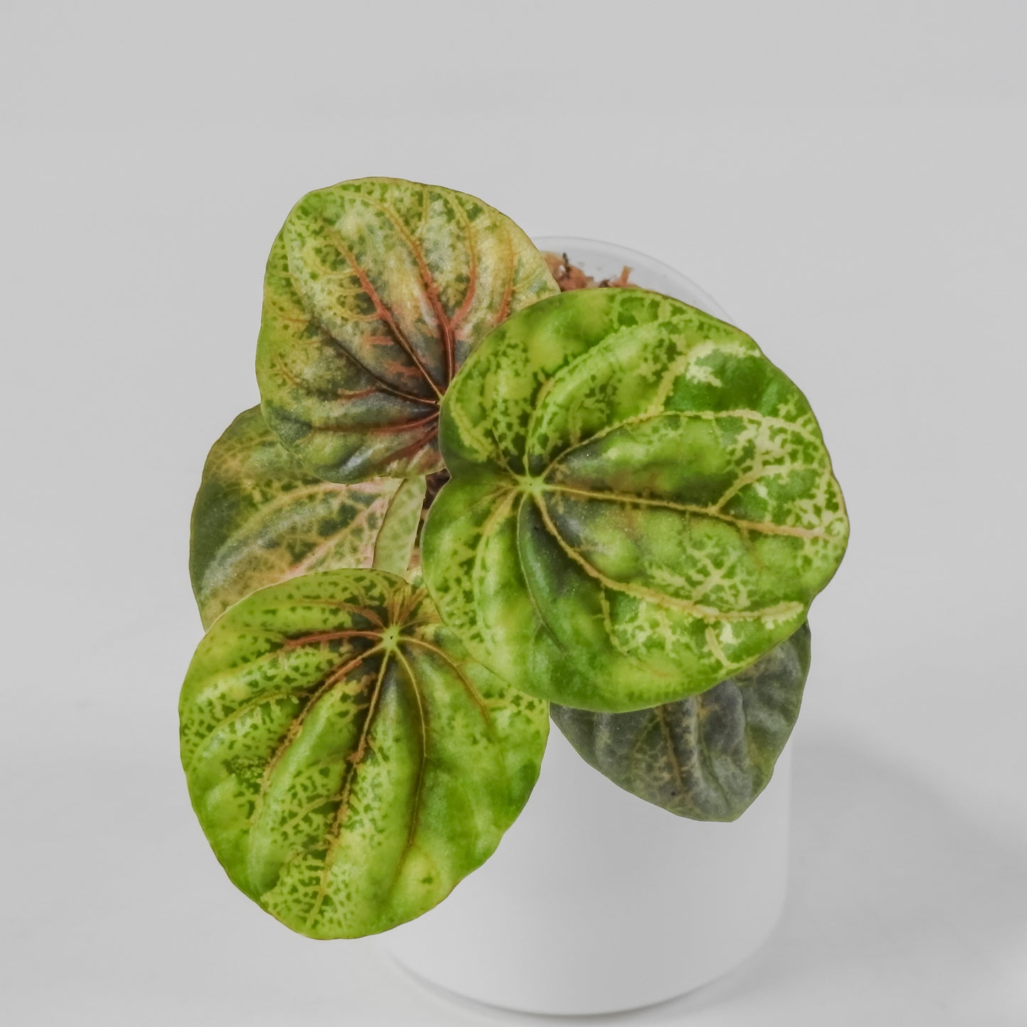Peperomia 'Pink QQ Candy' (3127)